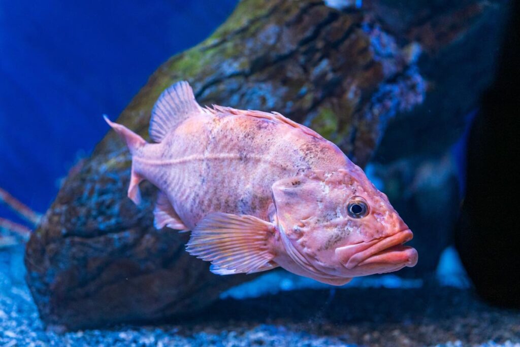 A rougheye rockfish swimming underwater