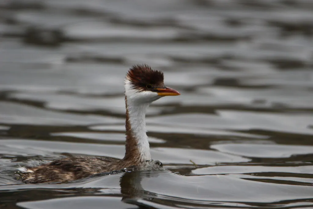 Titicaca Grebe bird in water