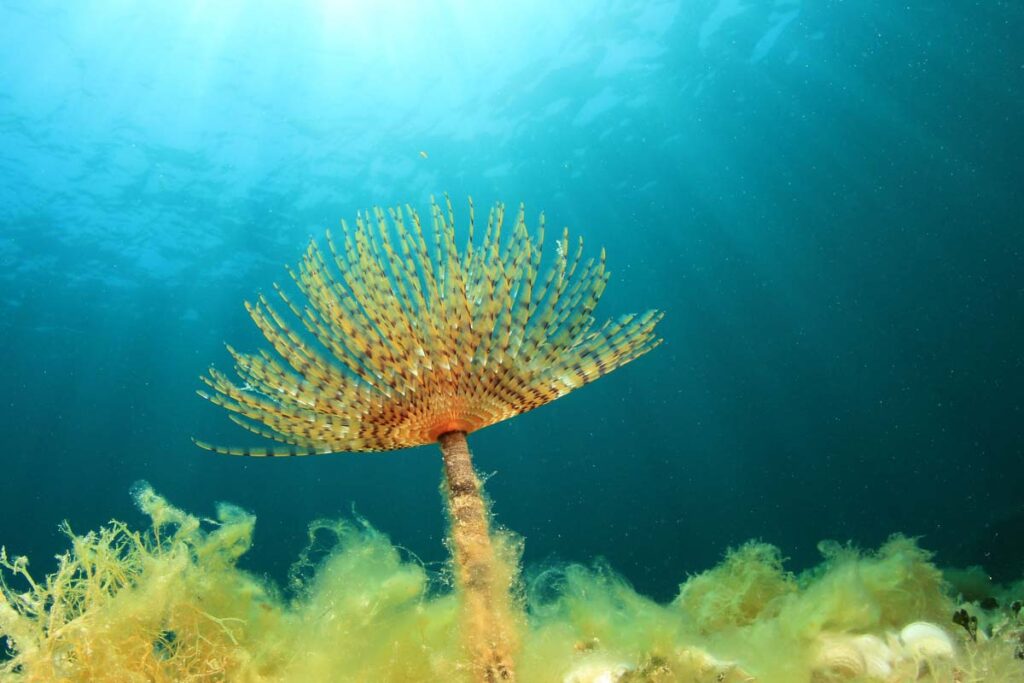 Tubeworm underwater with sunburst