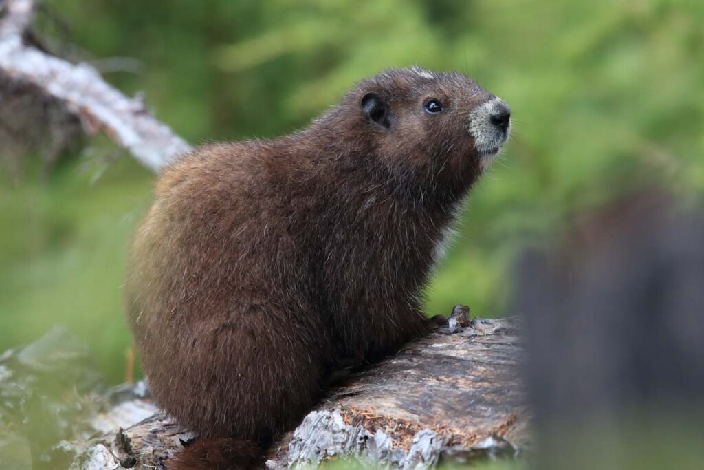 Vancouver Island Marmot, Marmota vancouverensis