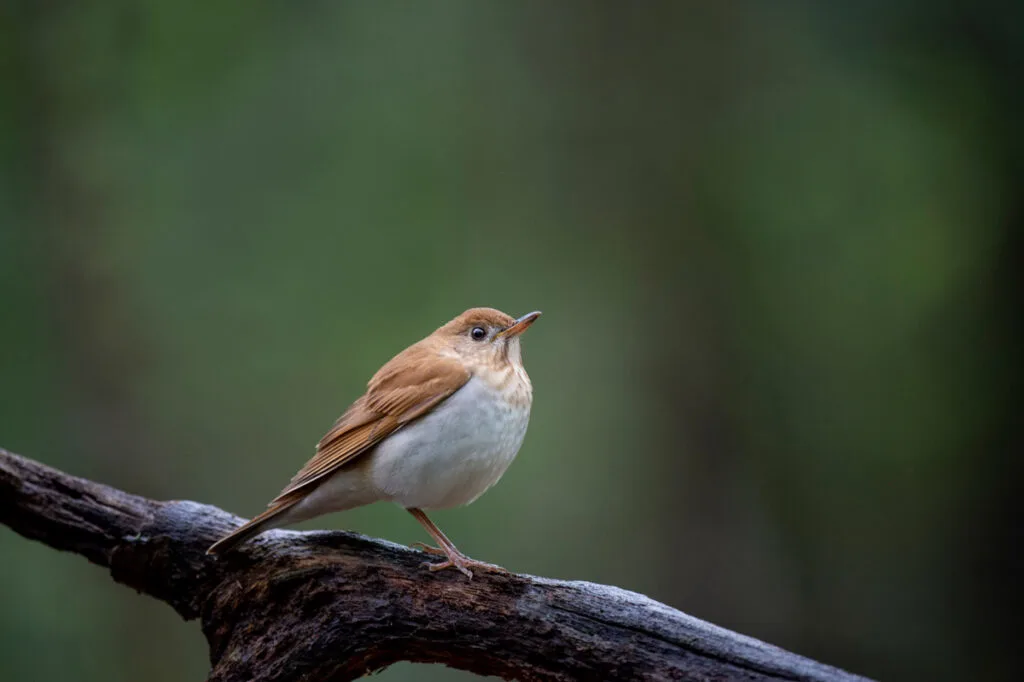 Veery bird perched on a log