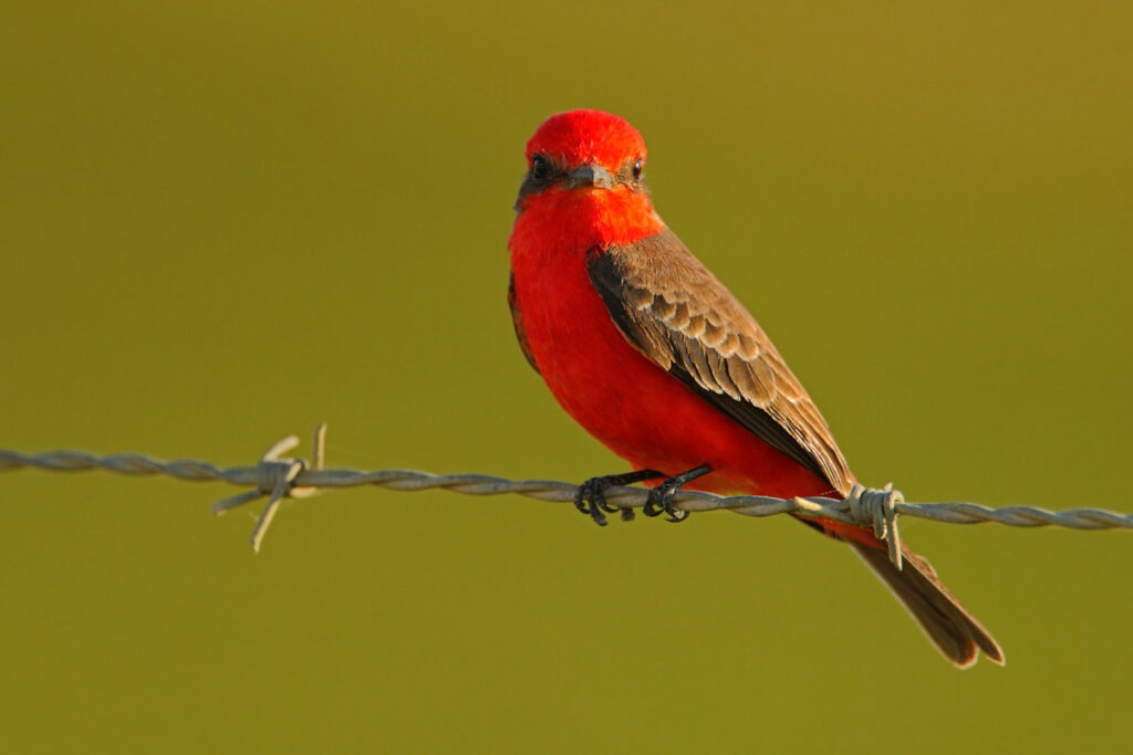 Vermilion Flycatcher bird sitting on barbed wire