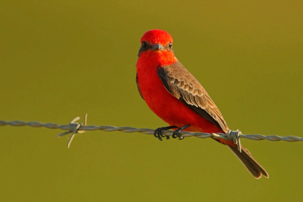 Vermilion Flycatcher bird sitting on barbed wire