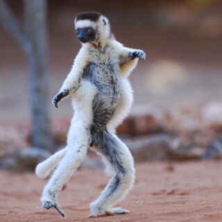 Verreaux's Sifaka dancing in the Berenty Nature Reserve