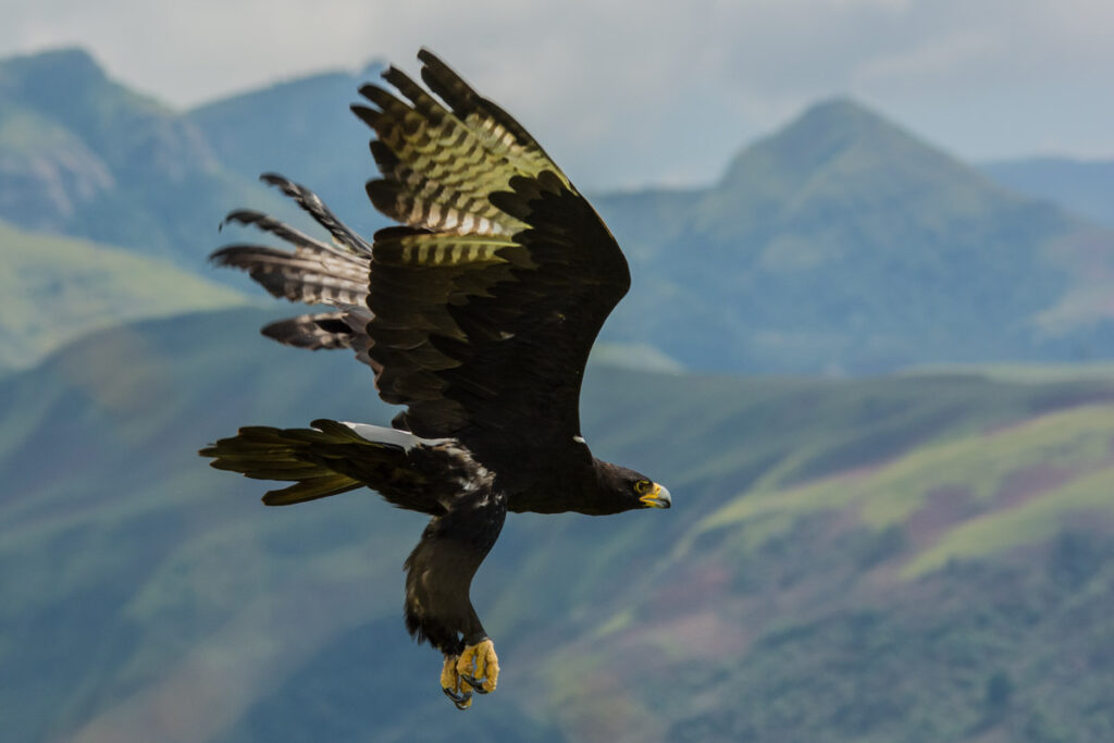 Verreaux's eagle (Aquila verreauxii) also called the black eagle