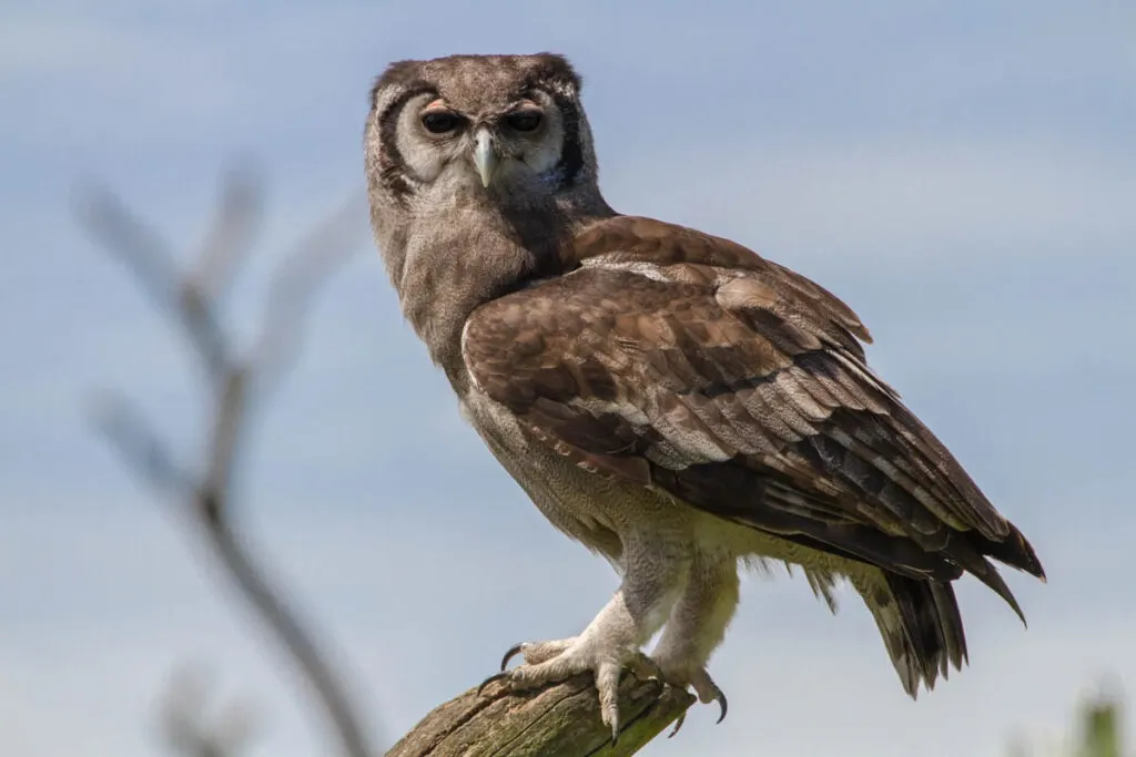 Verreaux's eagle-owl (Bubo lacteus) also known as milky eagle owl