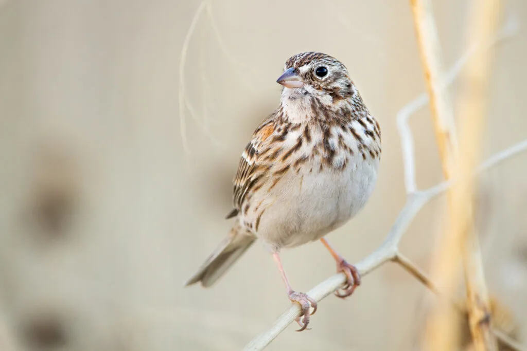 Vesper Sparrow on a thin branch with blurred background
