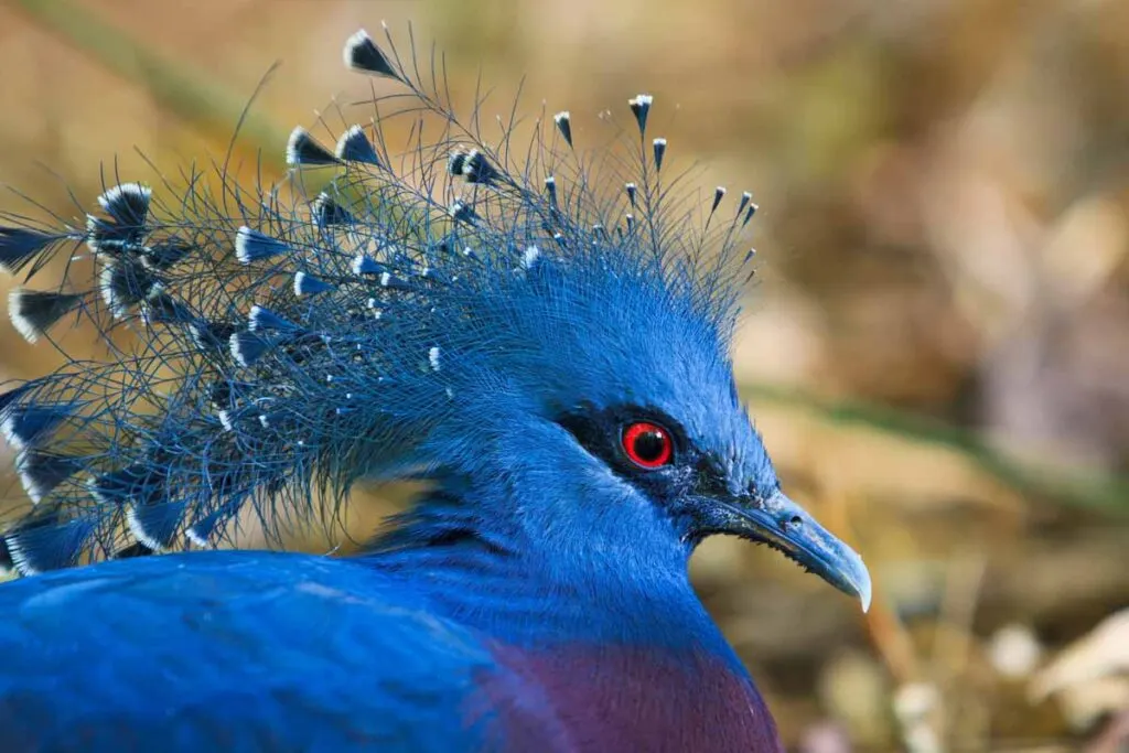 Closeup of Victoria Crowned pigeon