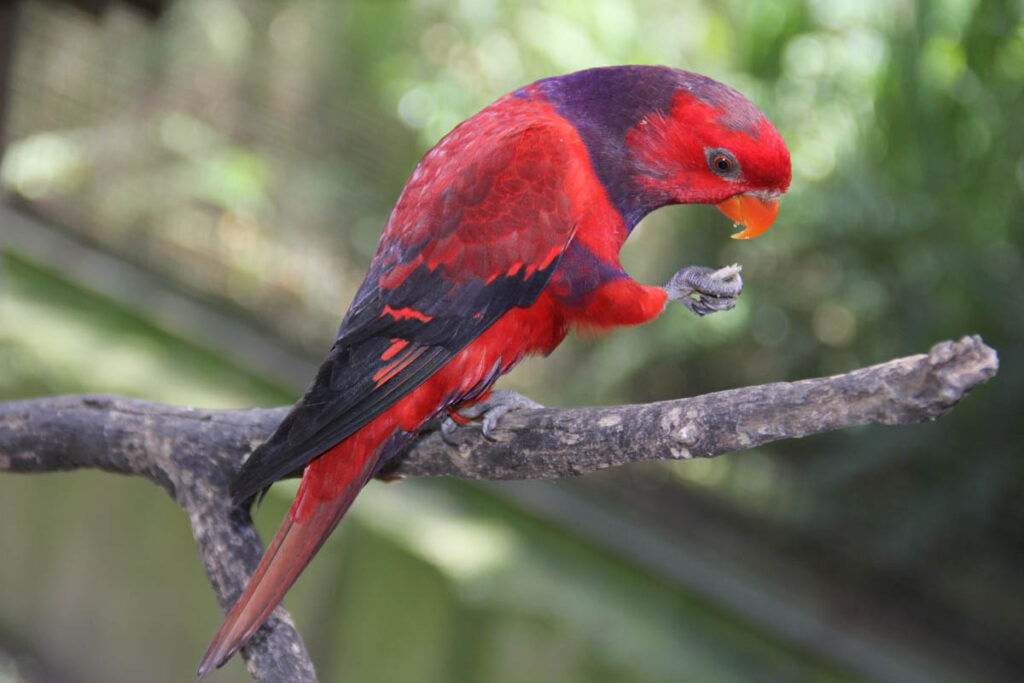 Violet-necked lory parrot on branch