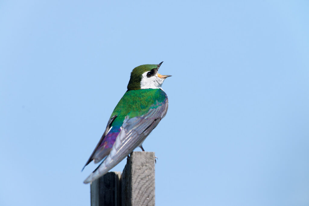 Violet-green Swallow male bird singing