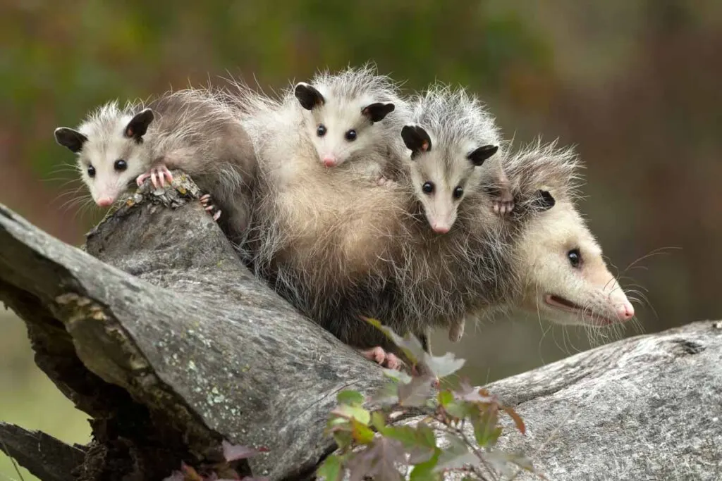 Virginia opossum female with babies under controlled conditions
