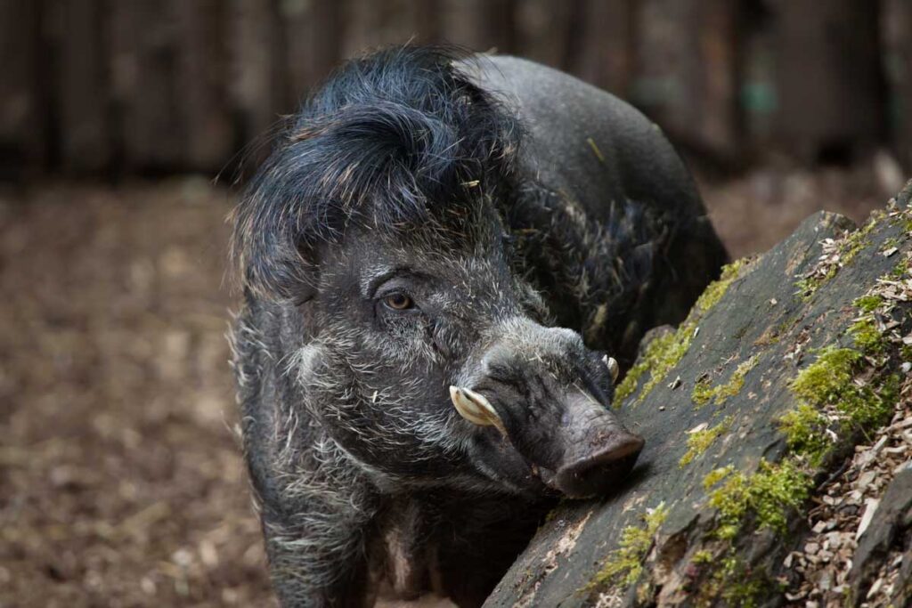 Visayan warty pig sniffing tree