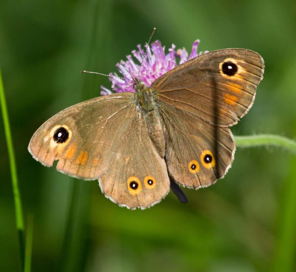 Large Wall Brown butterfly on a flower