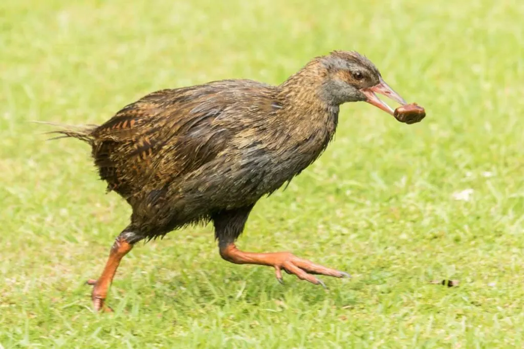 Weka Rail bird running with food