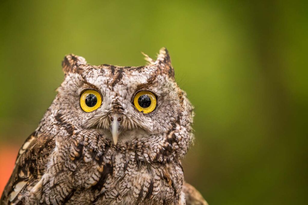 Closeup of Western Screech Owl