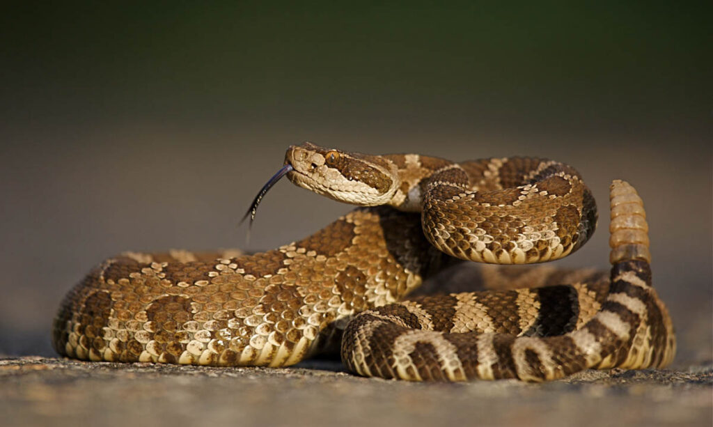 Western Diamondback Rattlesnake coiled with rattle erect and forked tongue extended