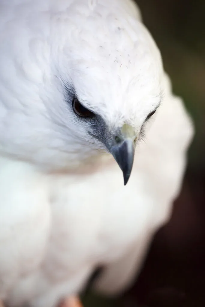 The White Hawk (Pseudastur albicollis), a bird of prey breeding in the tropical New World, belongs to the family Accipitridae of the Falconiformes
