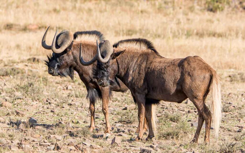 White tailed gnu, also known as black wildebeest