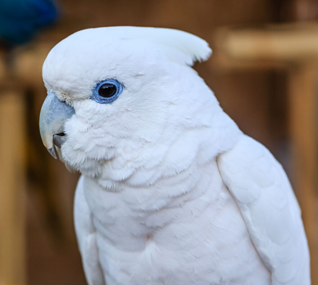 White Cockatoo parrot bird