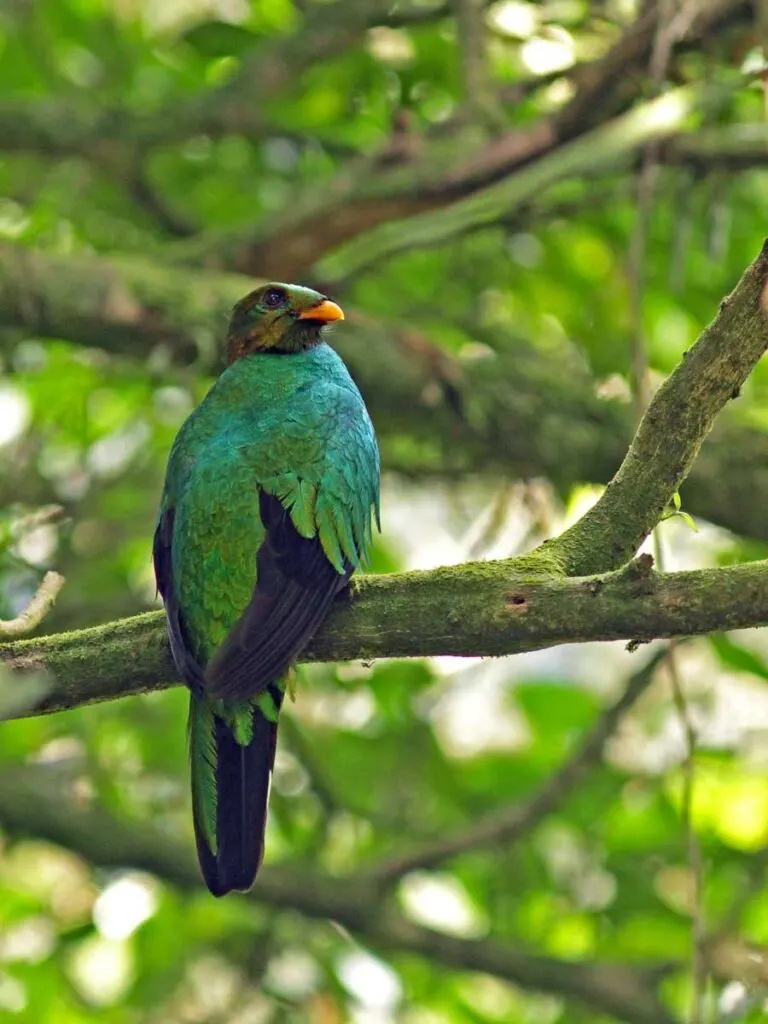 White-tipped Quetzal perched in a tree