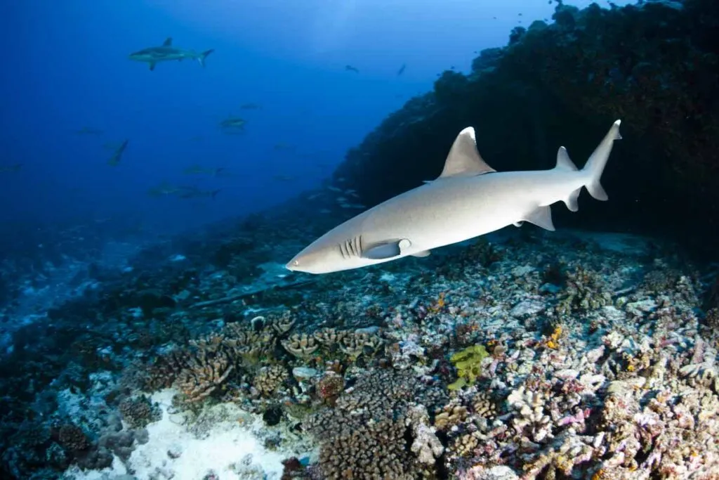 Whitetip reef shark (Triaenodon obesus)