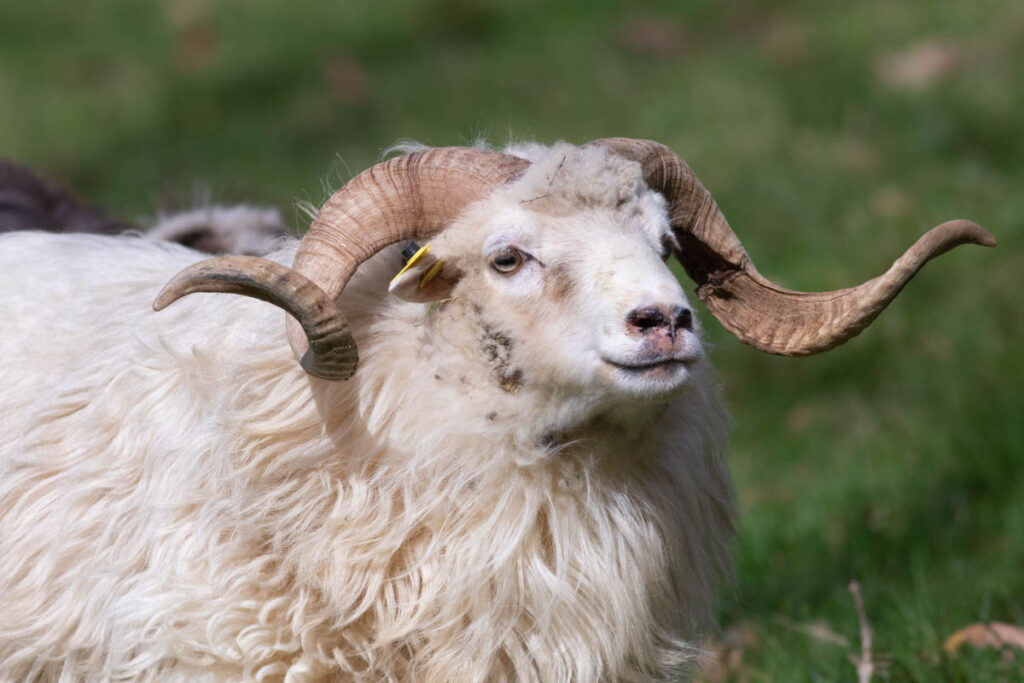 The xalda sheep is a breed of sheep native to Spain