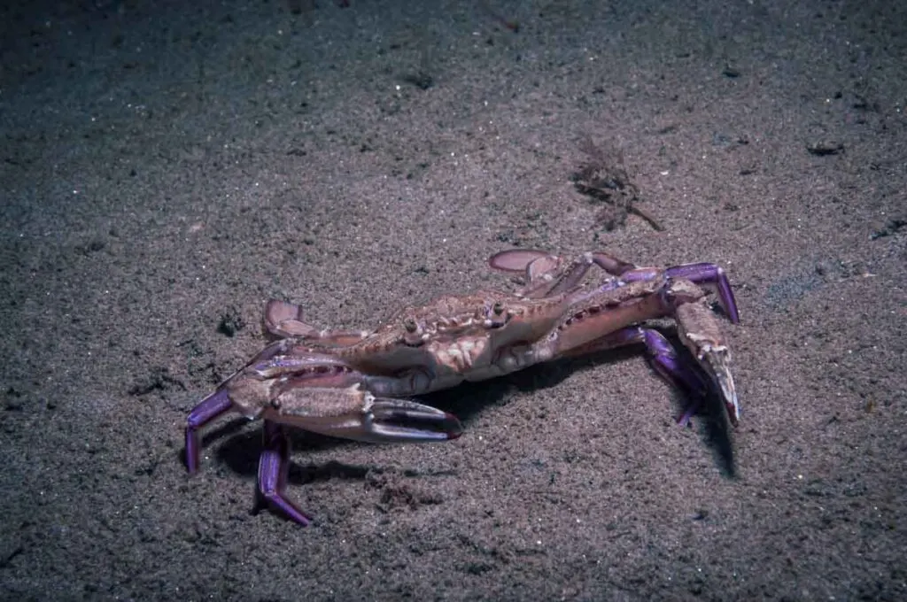 Xantus' Swimming Crab on the sea floor