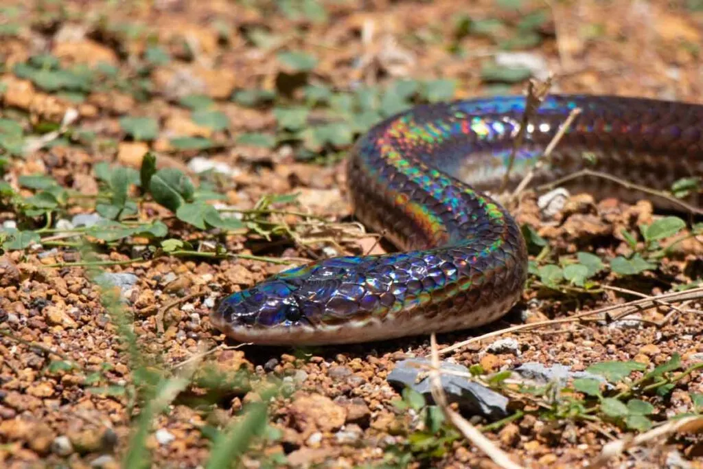 Xenopeltis unicolor (snake) is creeping on the ground