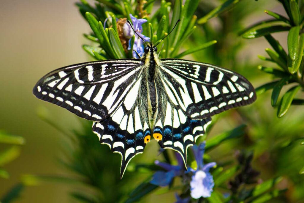 Xuthus swallowtail butterfly