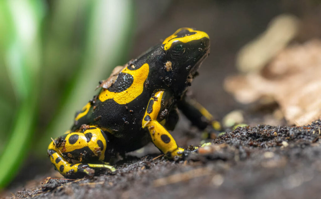 Close-up view of a Yellow-banded poison dart frog (Dendrobates leucomelas)