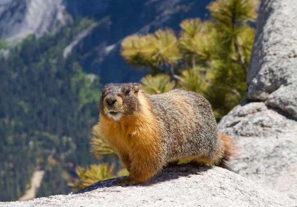 Yellow bellied Marmot on a ridge