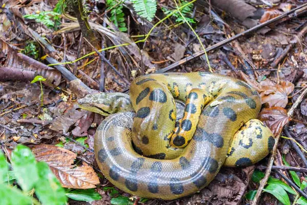 A coiled up yellow anaconda seen deep in the Amazon rainforest