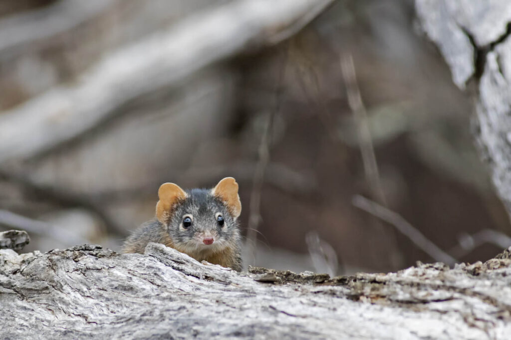 Yellow-footed Antechinus on tree trunk