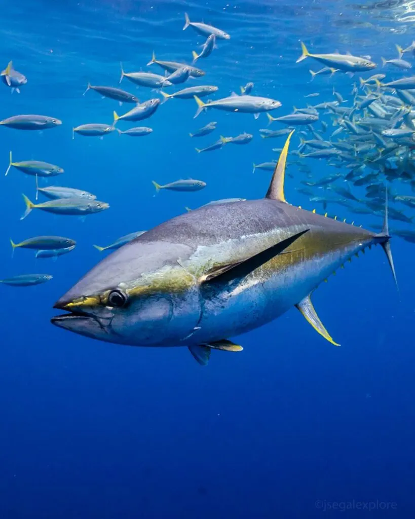 Yellowfin Tuna swimming in the blue waters