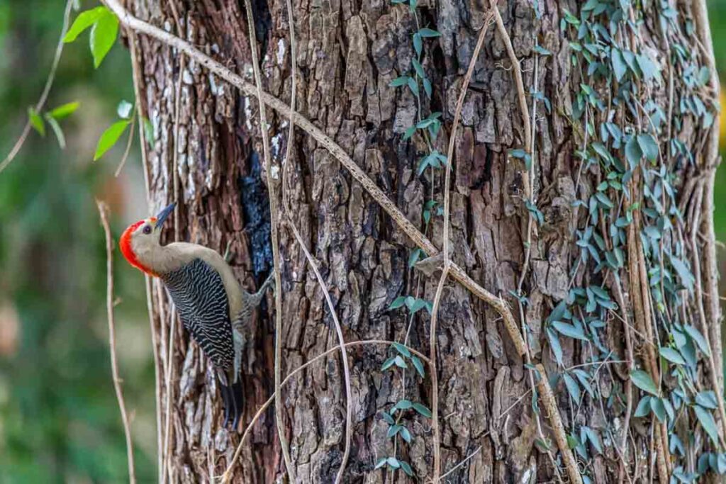 Yucatan Woodpecker perched on a branch