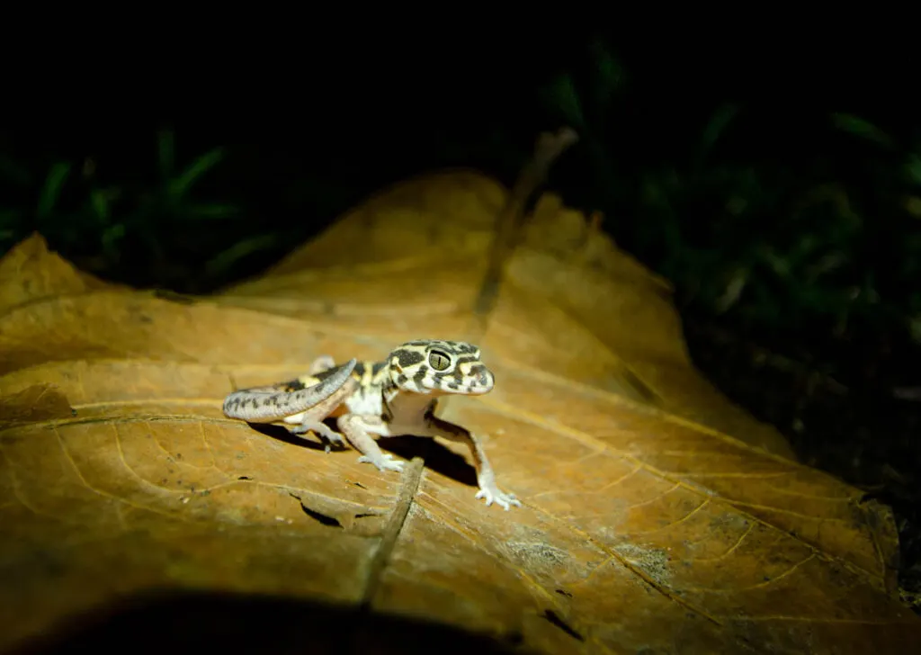 Yucatan banded gecko