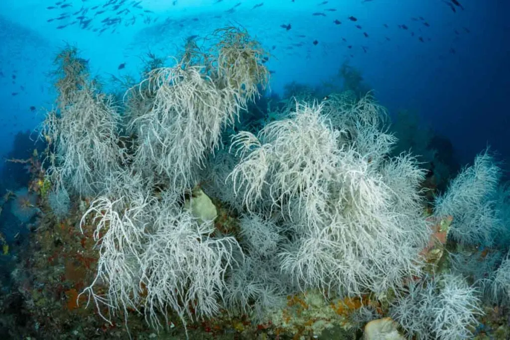 Large black coral bushes in the depths of the reef