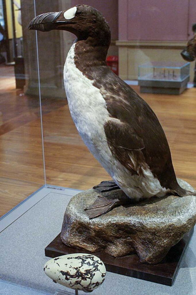 Great auk statue in museum
