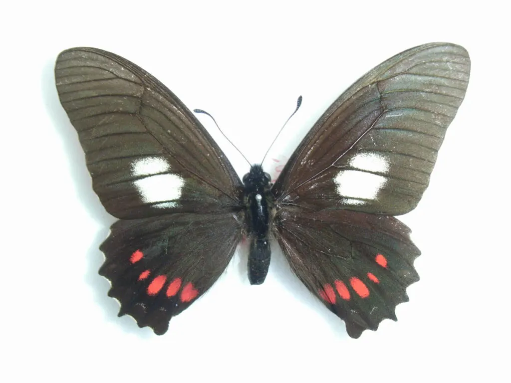 Xeniades swallowtail butterfly