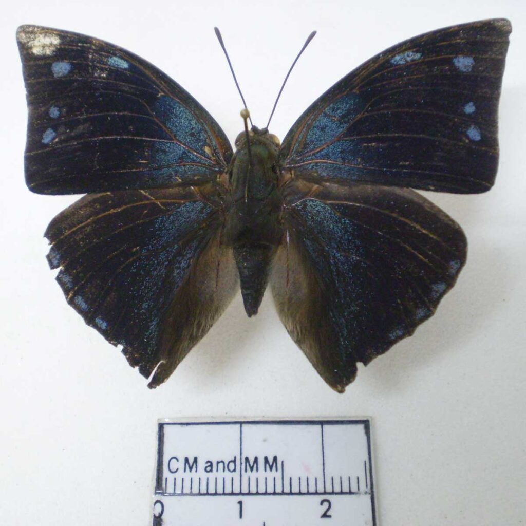 Xenocrates leafwing butterfly