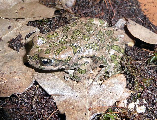 Xinjiang toad