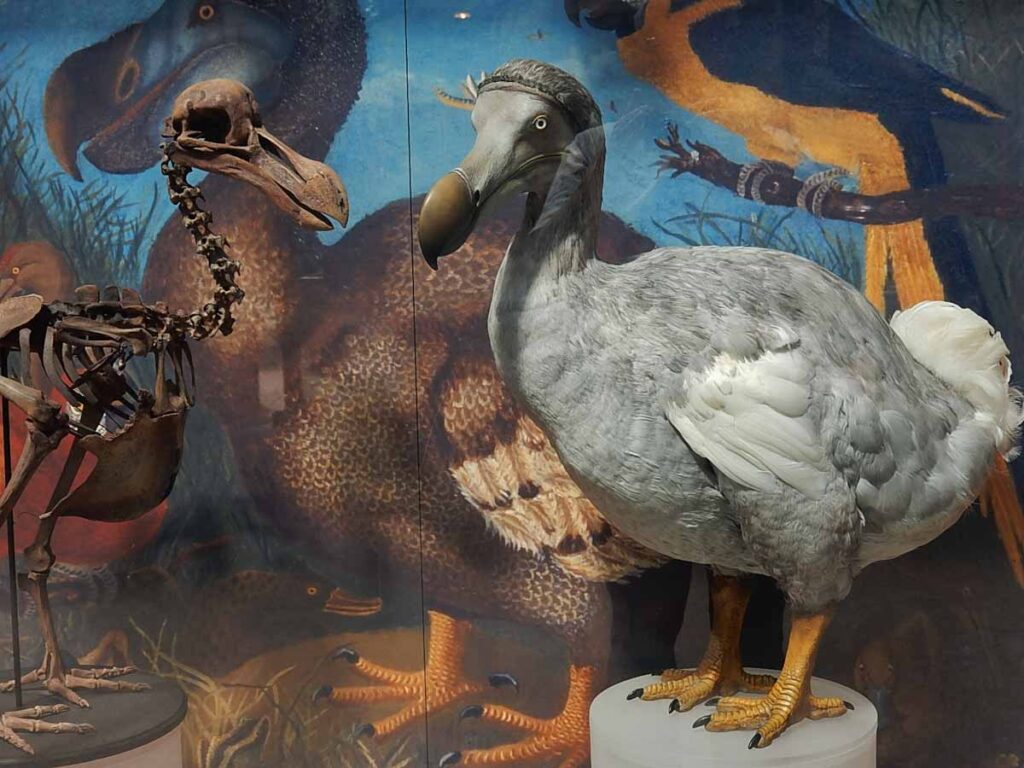 Statue of extinct dodo bird in museum