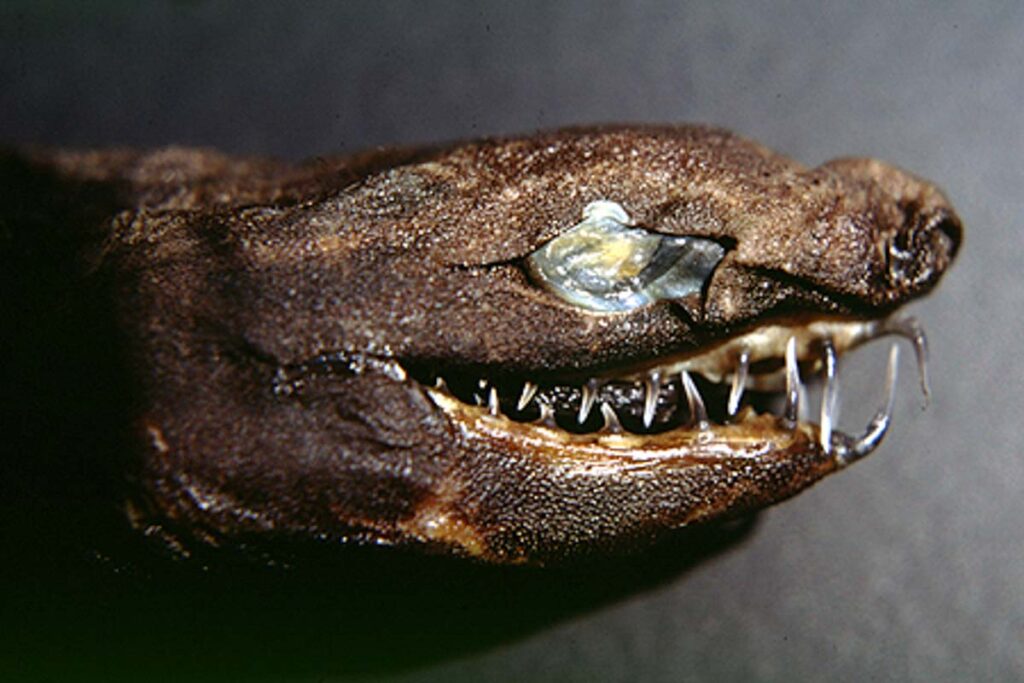 Head of a viper dogfish
