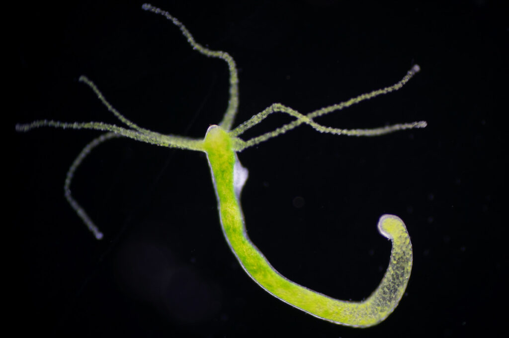 Hydras are among the longest-living animals in the world