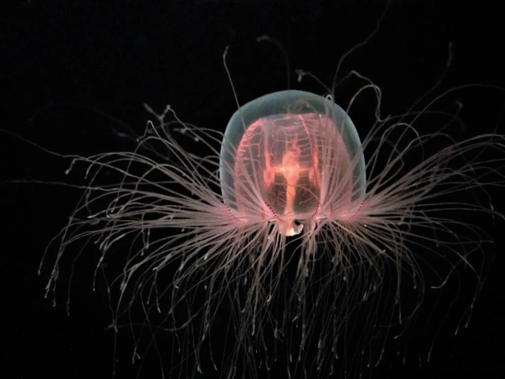 Immortal Jellyfish are among the longest-living animals in the world