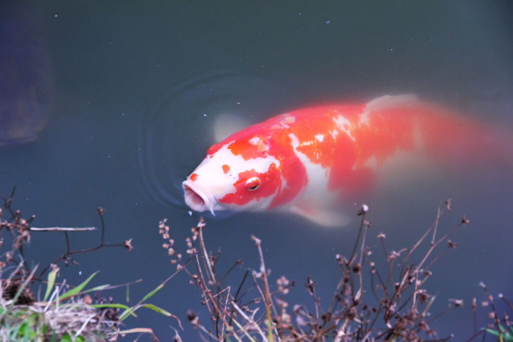 Colorful koi fish in pond