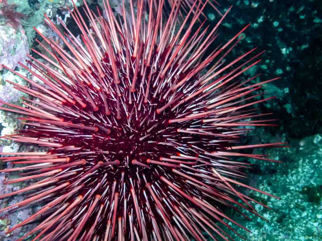 Red Sea Urchin (Strongylocentrotus franciscanus)