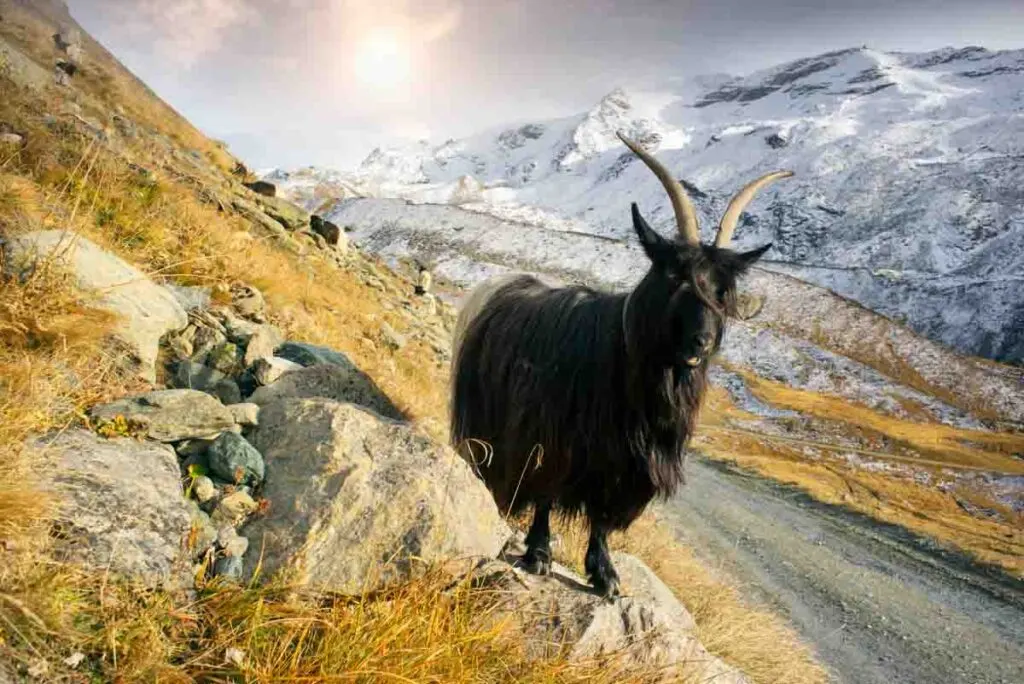 Valais blackneck goat