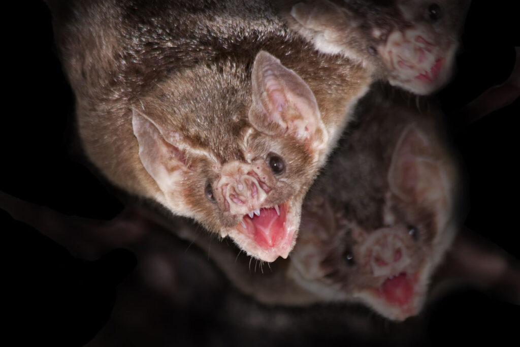 Common vampire bats (Desmodus rotundus) with black background
