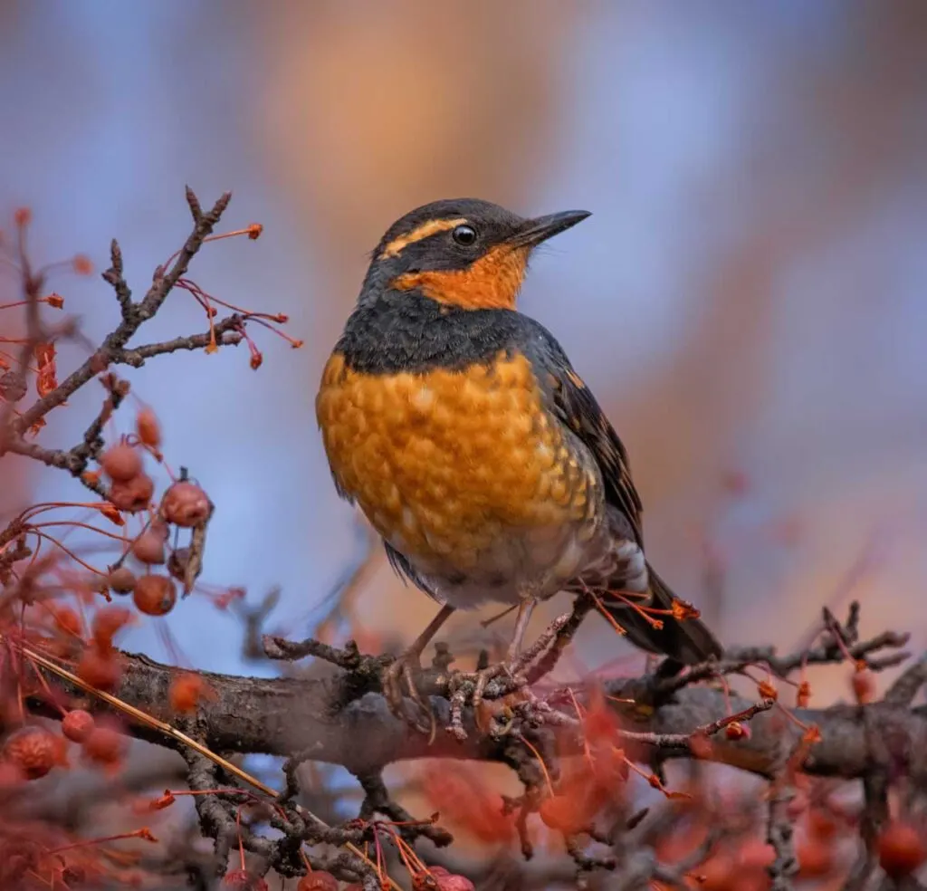 Varied thrush bird eating a berry from a crab apple tree